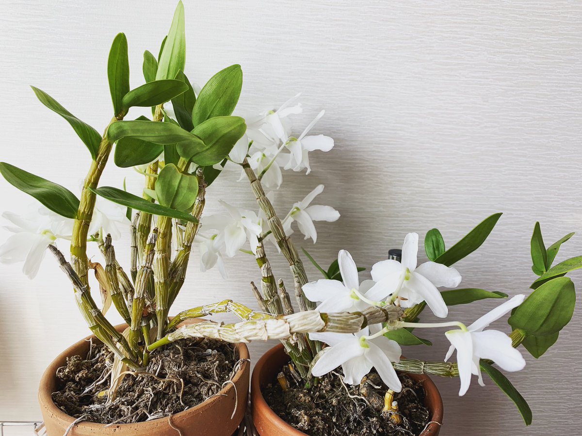 English Habits 代々木上原の英会話スクール 自宅の子たちが満開です 春になったら 今年こそ植え替えします デンドロビウム 蘭 満開 花が咲いた 蘭のある暮らし 花が好き 花が好きな人と繋がりたい 花がある暮らし みどりのゆび 白い花