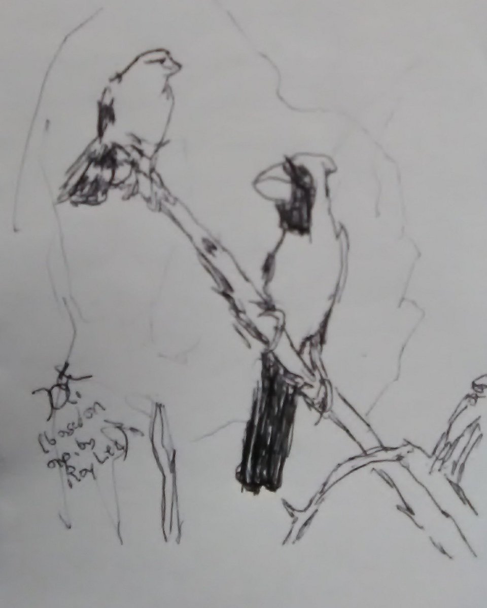KMOToole's tweet photo. #draweveryday2019 based on more nature photography by Roy Lee ("royleephotos" on IG) #draweveryday #oxleynaturecenter #mohawkpark #cardinals #oklahoma #OKviaCT https://t.co/zBFS3qc8rw