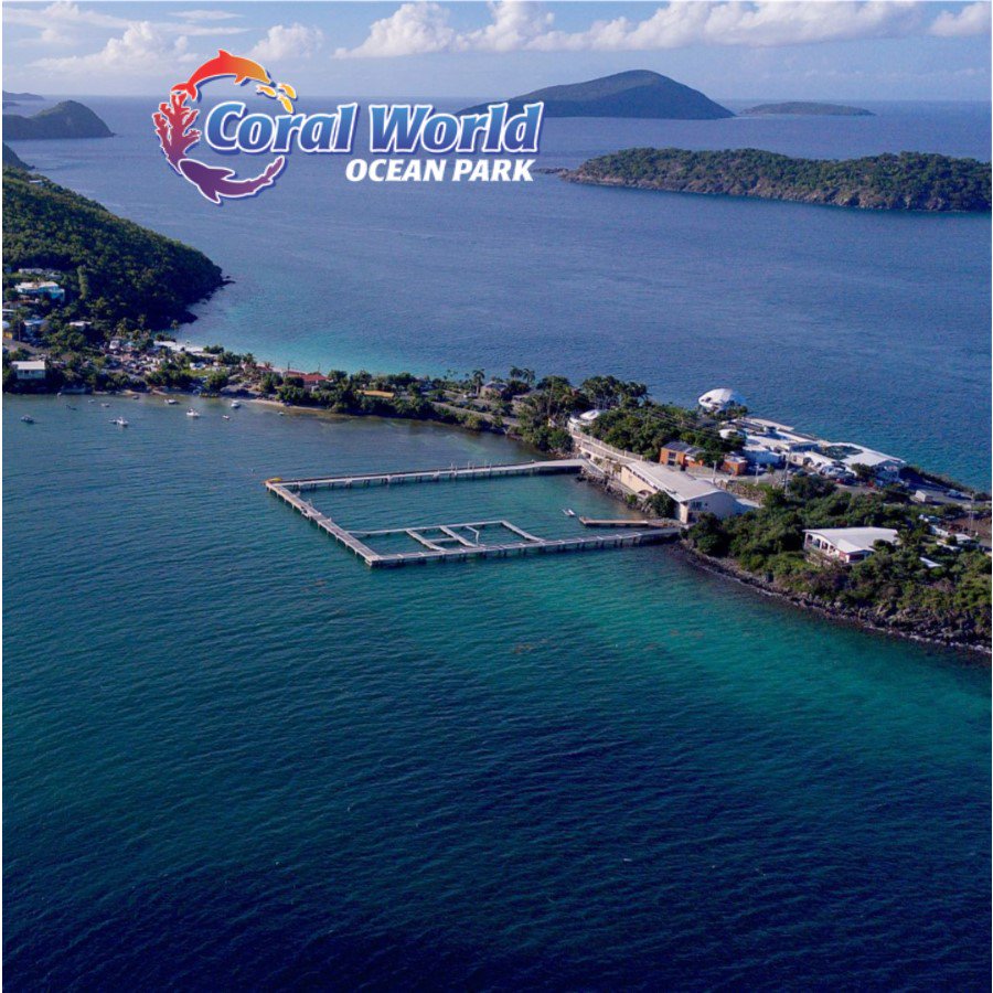 CoralWorldvi's tweet photo. Join us in welcoming four new Atlantic bottlenose dolphins to the Coral World family! They arrived safely and are adjusting to their new home at the new St.Thomas Sea Sanctuary, a 69,000 sq. ft. open swim space in a natural ocean habitat. https://t.co/rTDFvSfKaK