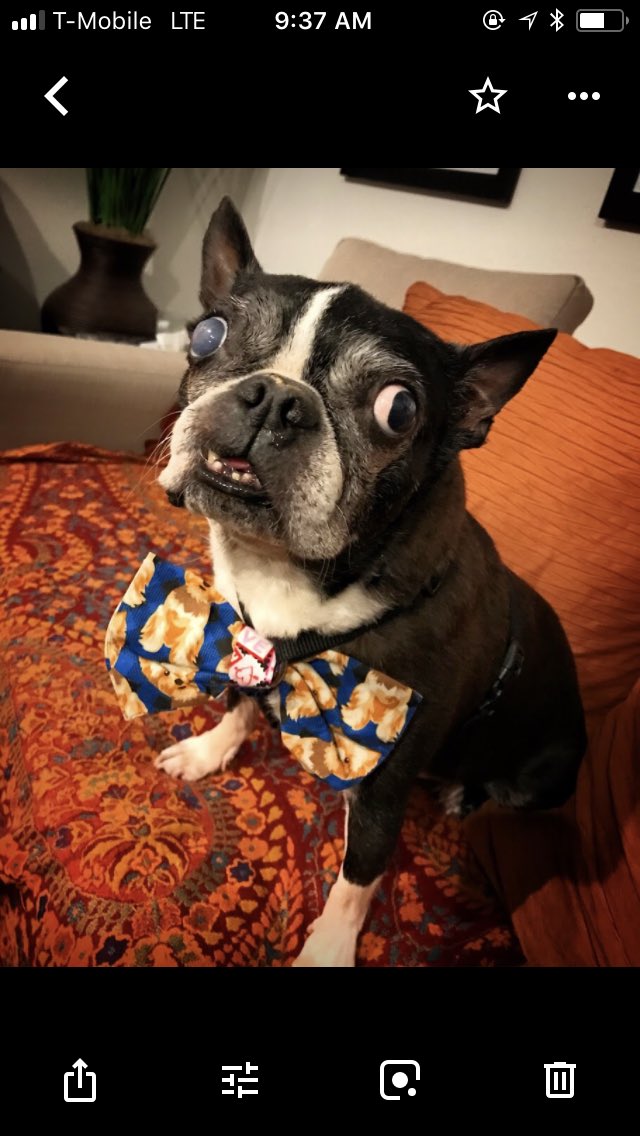 tricia_cee's tweet photo. @dog_rates This is Buster ❤️ https://t.co/j3GI3zyBJB