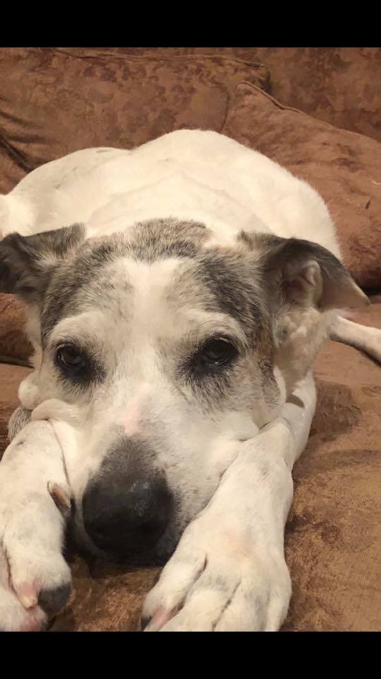 #LoveYourPetDay #tmxfamily #olddogsarethebest