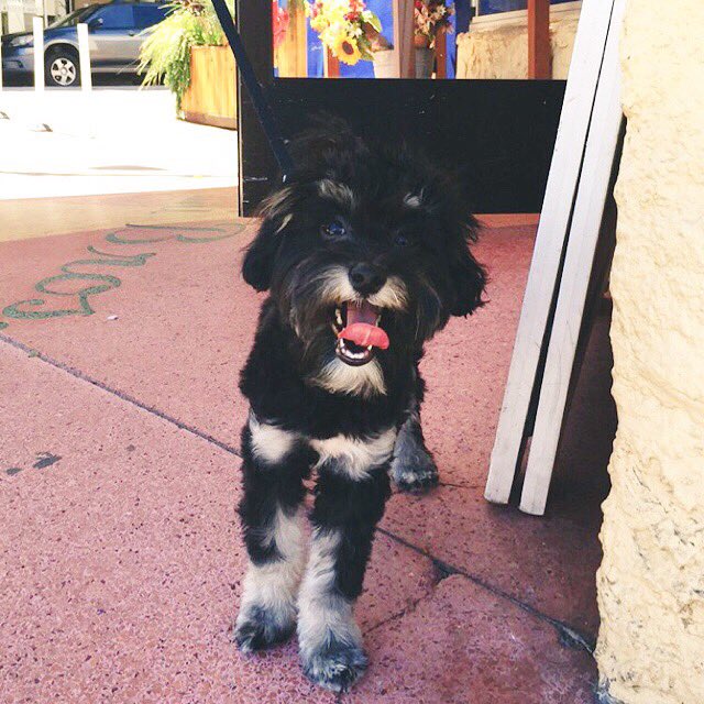 discoxsoul's tweet photo. LOVE YOUR PET DAY 🐾 🌙
#LUNAGIRL #MOONMAMA https://t.co/ULHoY1J1i2