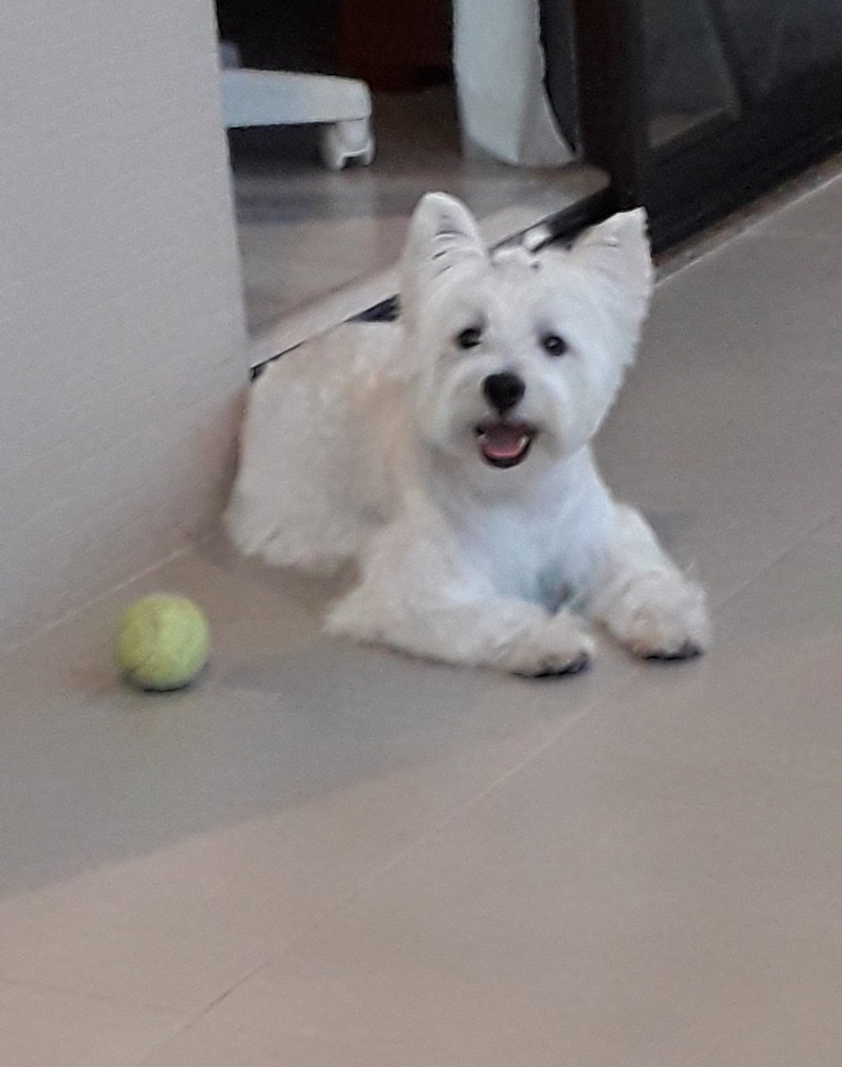 Baby Amora!💜
2 anos 🎂🐩
👏👏👏