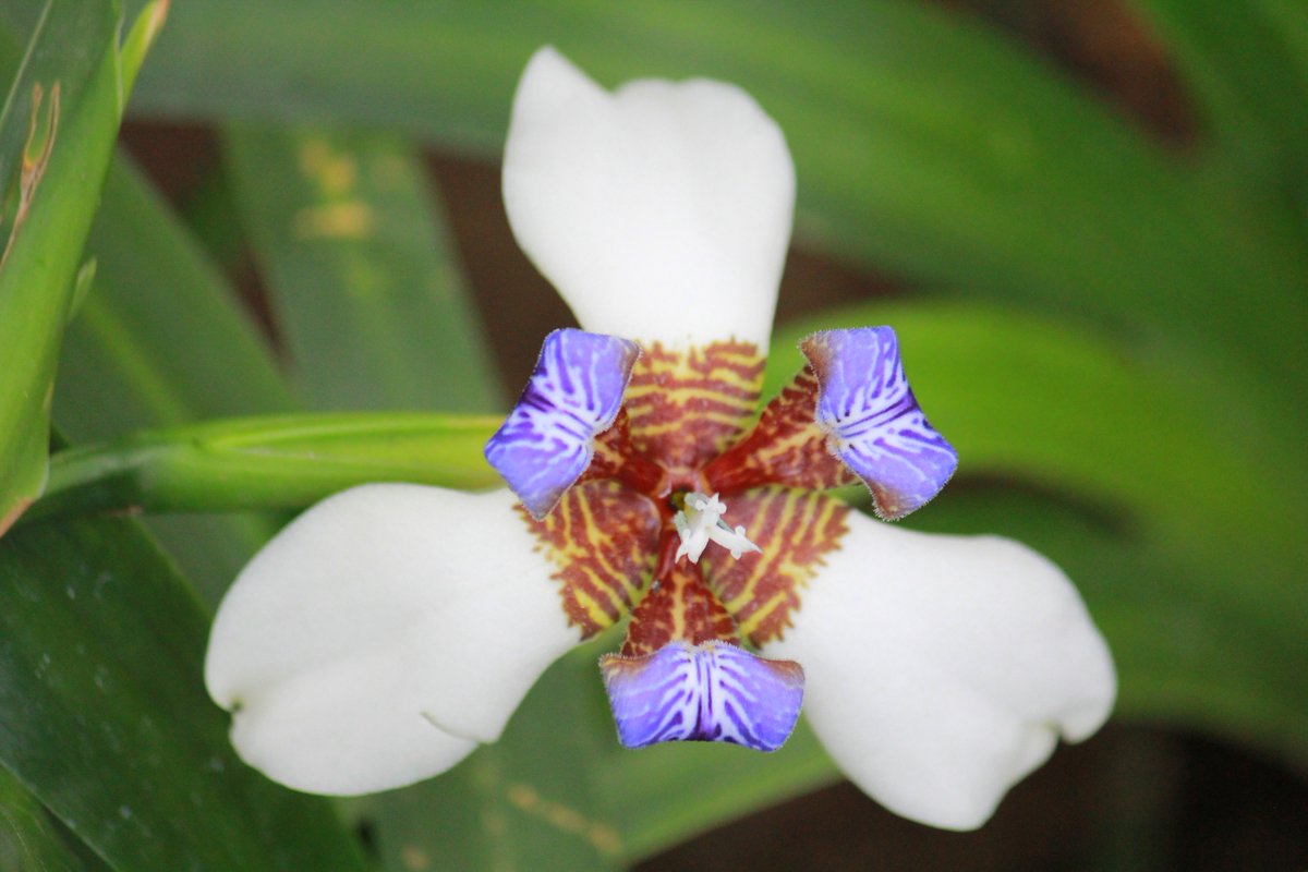 咲くやこの花館 南米原産の アメリカシャガ 学名 ネオマリカ ノーシアナ 葉のような花茎から咲く花 が印象的ですが 夕方にはしぼんでしまう貴重な姿 花の後には つけ根に子株を付けて 増えていくところも興味深い植物です シャガ アヤメ