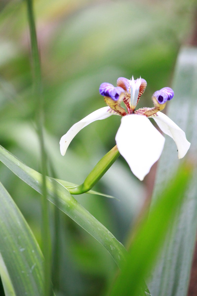 咲くやこの花館 南米原産の アメリカシャガ 学名 ネオマリカ ノーシアナ 葉のような花茎から咲く花 が印象的ですが 夕方にはしぼんでしまう貴重な姿 花の後には つけ根に子株を付けて 増えていくところも興味深い植物です シャガ アヤメ