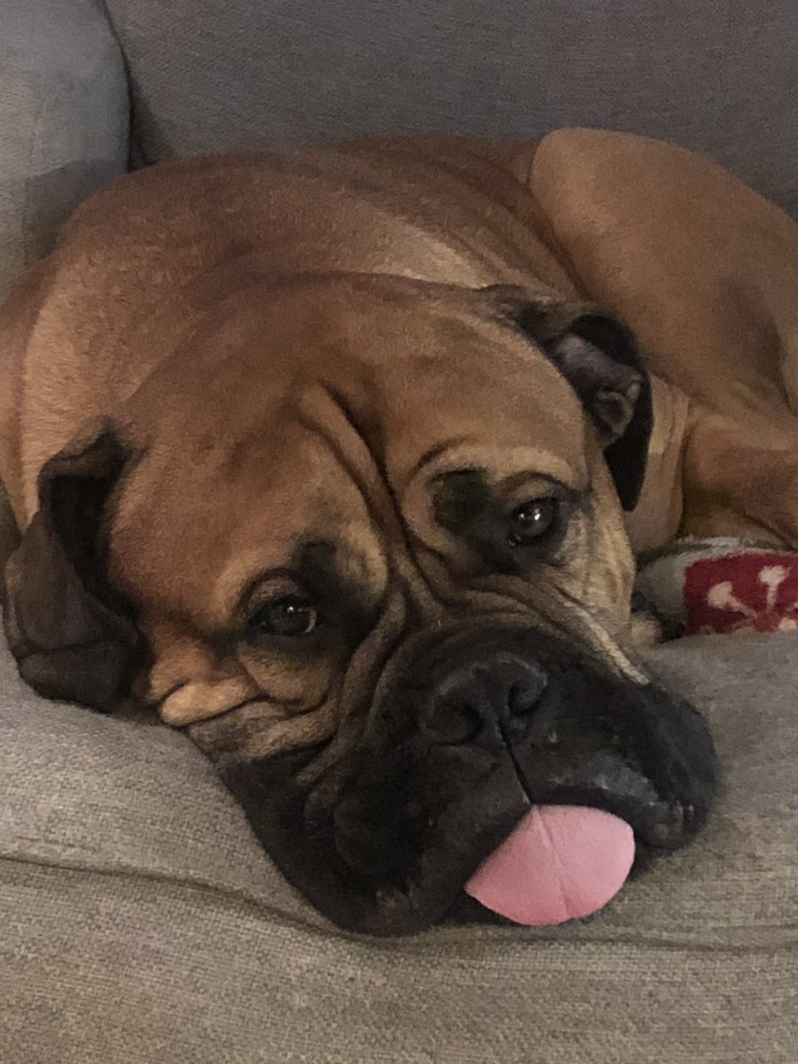 mscollin4's tweet photo. @dog_rates The look my bullmastiff Brutus gives me when I tell him to get off the couch https://t.co/9JYm2CN9tG