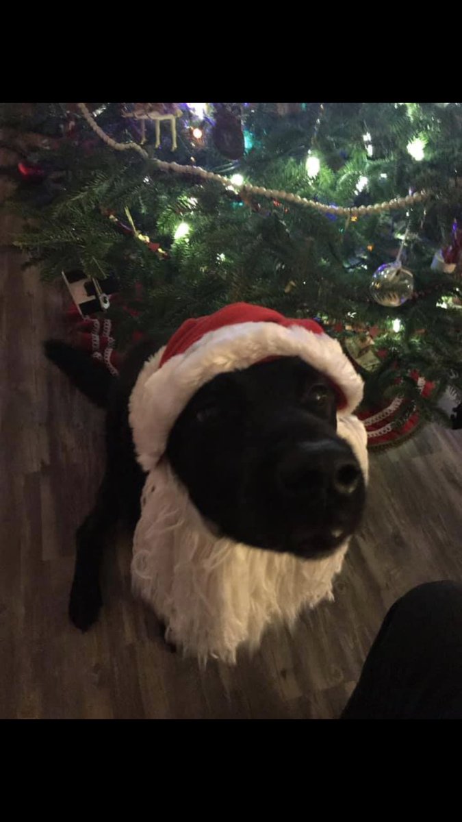 Gretsky31's tweet photo. @dog_rates This is Max. When we stop giving him treats he goes into disguise to try to sneak in a few more https://t.co/4egcCzx9lC