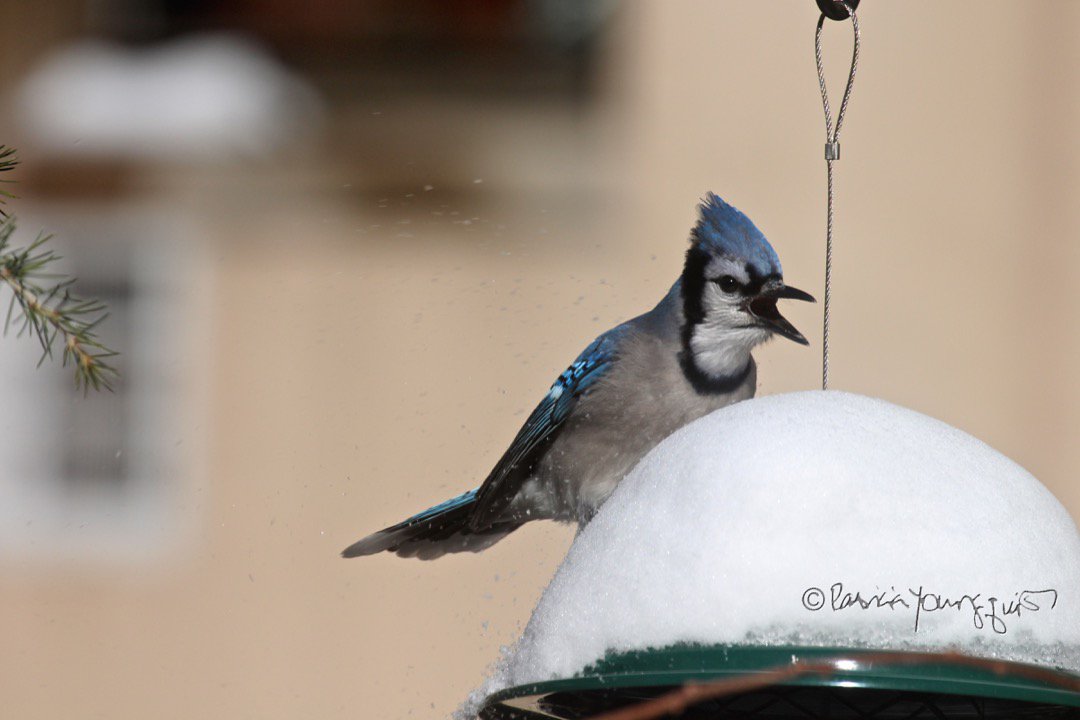 TheLLGardener's tweet photo. @AlexCiccarone @NY1weather @NY1 "Fav place to watch snow fall in NYC?" Always appreciate seeing it fall in my garden on the UWS, especially when birds come to visit!
More @ https://t.co/m7b2aX7QgJ
#urbangardens #wildbirds #bluejays #femalenortherncardinal #snow #snowday https://t.co/E543Izg3E1