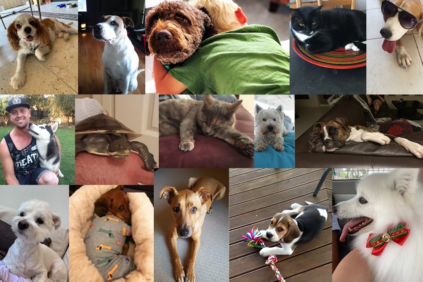 Rork Projects tweet media