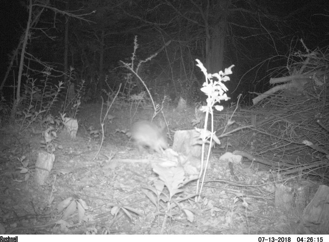 Canid_Camera's tweet photo. As a citizen scientist it can be difficult identifying what may be in a photo on Zooniverse, especially if what is in that photo is in motion! Each species has identifying characteristics to look for. Tips for identification can be located in our "field guide" tab while tagging! https://t.co/a5468pDeXi