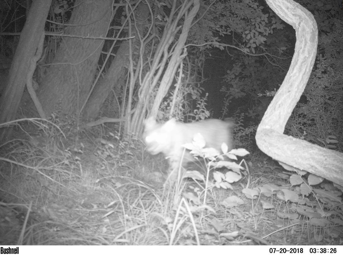 Canid_Camera's tweet photo. As a citizen scientist it can be difficult identifying what may be in a photo on Zooniverse, especially if what is in that photo is in motion! Each species has identifying characteristics to look for. Tips for identification can be located in our "field guide" tab while tagging! https://t.co/a5468pDeXi