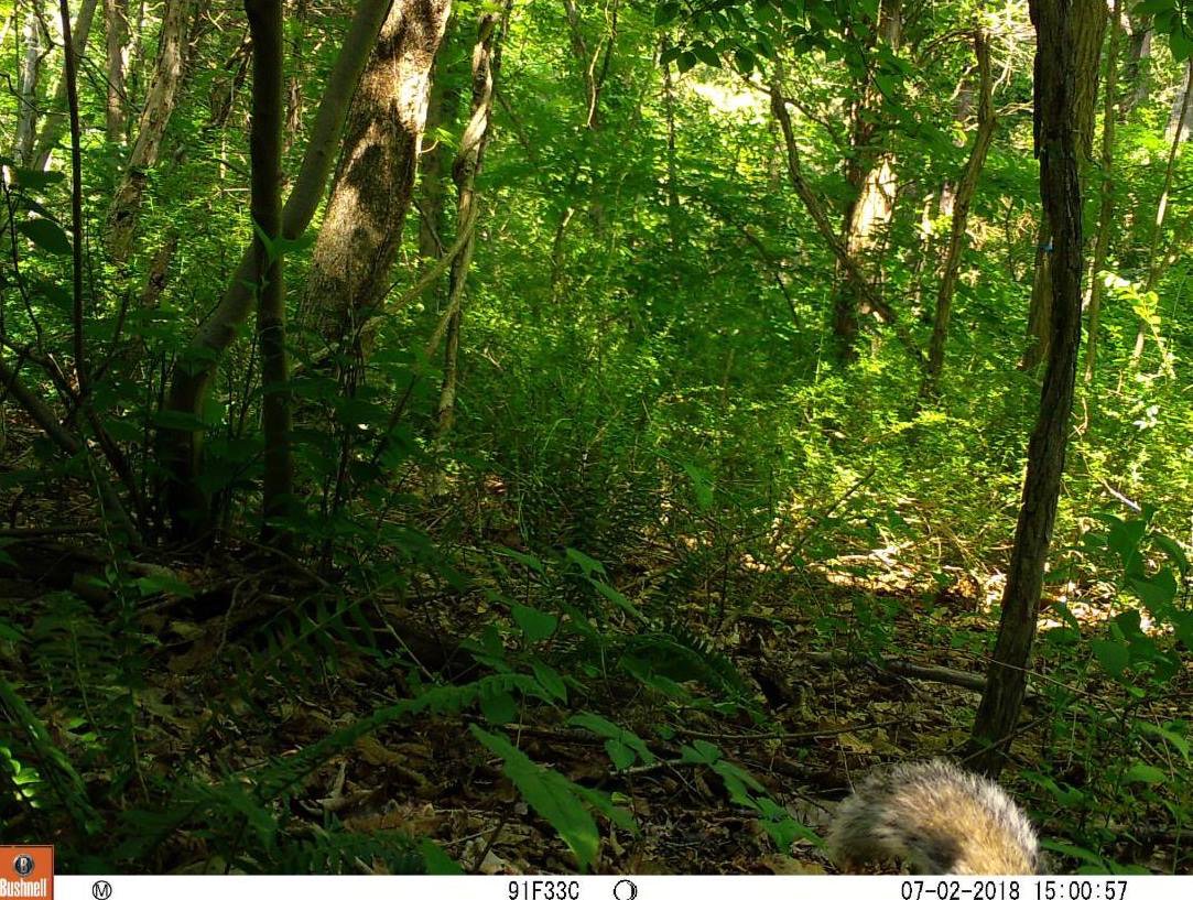 Canid_Camera's tweet photo. As a citizen scientist it can be difficult identifying what may be in a photo on Zooniverse, especially if what is in that photo is in motion! Each species has identifying characteristics to look for. Tips for identification can be located in our "field guide" tab while tagging! https://t.co/a5468pDeXi