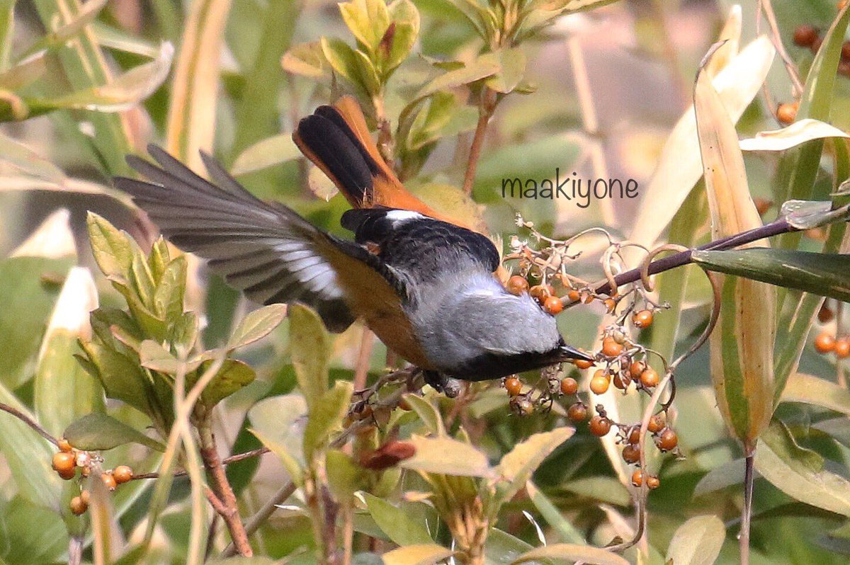 Daurian Redstart Twitter Search