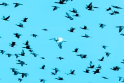 Migration from #IBM #LotusNotes with #OutSystems low-code platform #Logitech: Half the time it took previously bit.ly/2GWoibv #Cloud