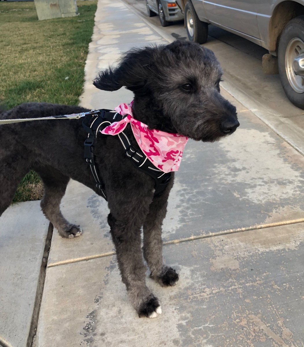 Colusa Brown tweet media