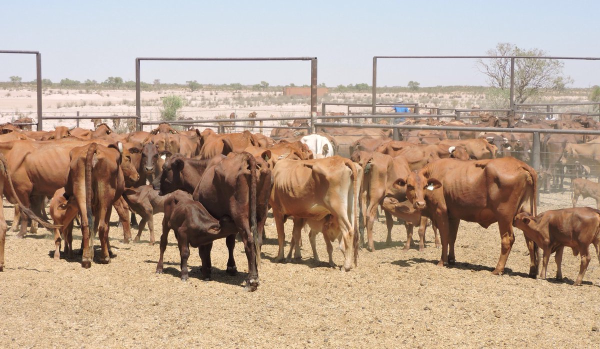 NealJosephElli2's tweet photo. Selling on A+ Friday 22/02/19  2 lots of genuine D’Master breeders including calves @ foot, Go into A+ Website to view more photos  &amp; videos. A/c.  S &amp; J Molloy , Lots 616, 617.@mickcorcoran https://t.co/oaGLoSxk5g