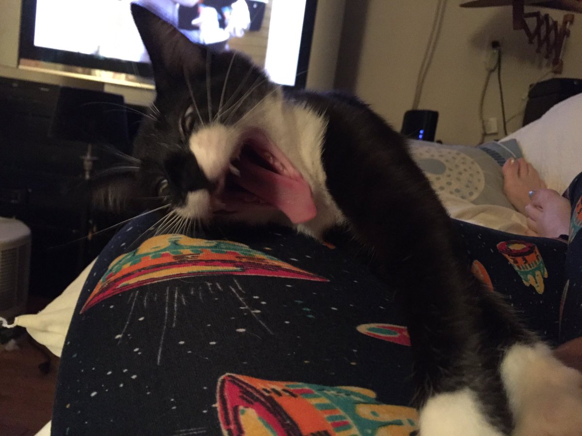 HERC_Hercules's tweet image. Happy #worldpetday from us animal lovers at #teamherc 🐩🐈
Here are some pictures of our wonderful animal companions 💜
.
.
.
.
#worldpetday2019 #pets #petsofinstagram #animallovers #petfamily #petlove #family #love #dogsofinstagram #catsofinstagram