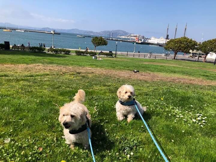 HERC_Hercules's tweet image. Happy #worldpetday from us animal lovers at #teamherc 🐩🐈
Here are some pictures of our wonderful animal companions 💜
.
.
.
.
#worldpetday2019 #pets #petsofinstagram #animallovers #petfamily #petlove #family #love #dogsofinstagram #catsofinstagram