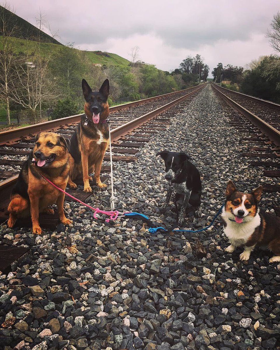 DogCampSLO's tweet photo. Fun, wet Wednesday with these goofballs! #dogcampslo #slo #sanluisobispo #packwalker #dogwalker #dogwalkers #dogwalkerlife #germanshepherd #shepherdmix #herdingdogmix #herdingdog #corgi #corgisofinstagram #pembrokecorgi https://t.co/WEXZutceXU