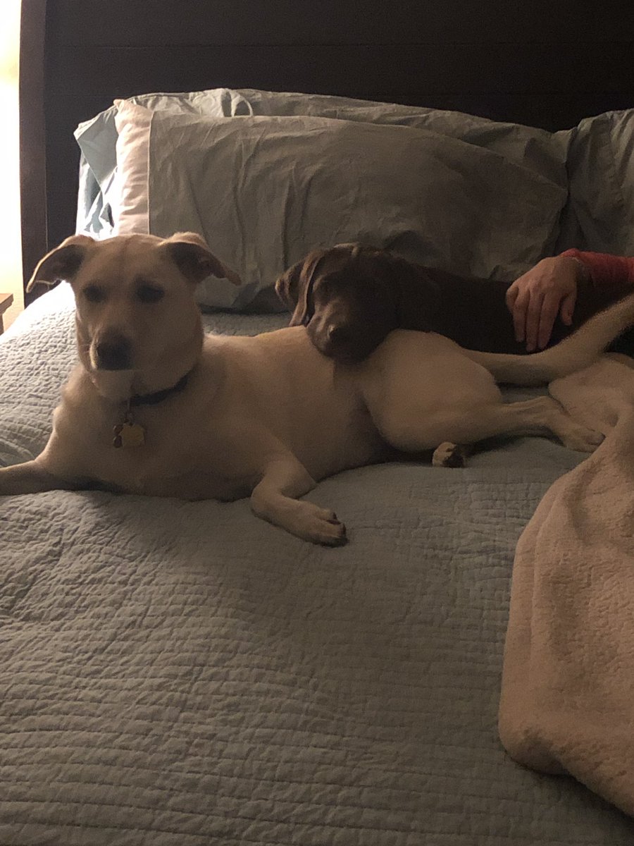 rbough's tweet photo. Maizey and Boz say Happy National Love Your Pet Day! #LifeWithMaizey #LifeWithBoz #HappyNationalLoveYourPetDay https://t.co/PxBwFcHNqV