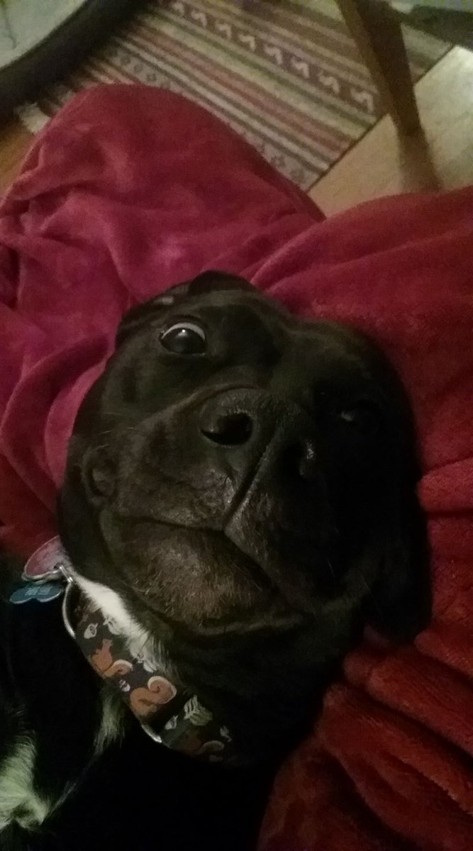 Kimberly_Burge's tweet photo. Every day, she's the silliest of the sillies, and a very good girl. #NationalLoveYourPetDay https://t.co/OTzc7LwiUk