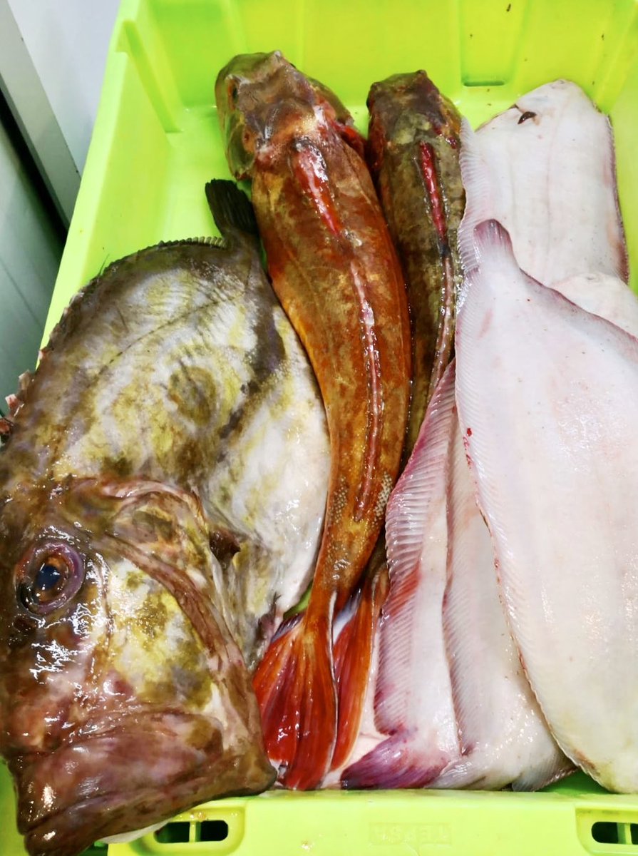 AMundina's tweet photo. Asi arranca el miércoles en la lonja de #Coruña De lo bueno, lo mejor... #mio🙋🏻♂️
#amundiña
#bosdias
#producTop 🐠 🎣 https://t.co/FDlCh5Q35b