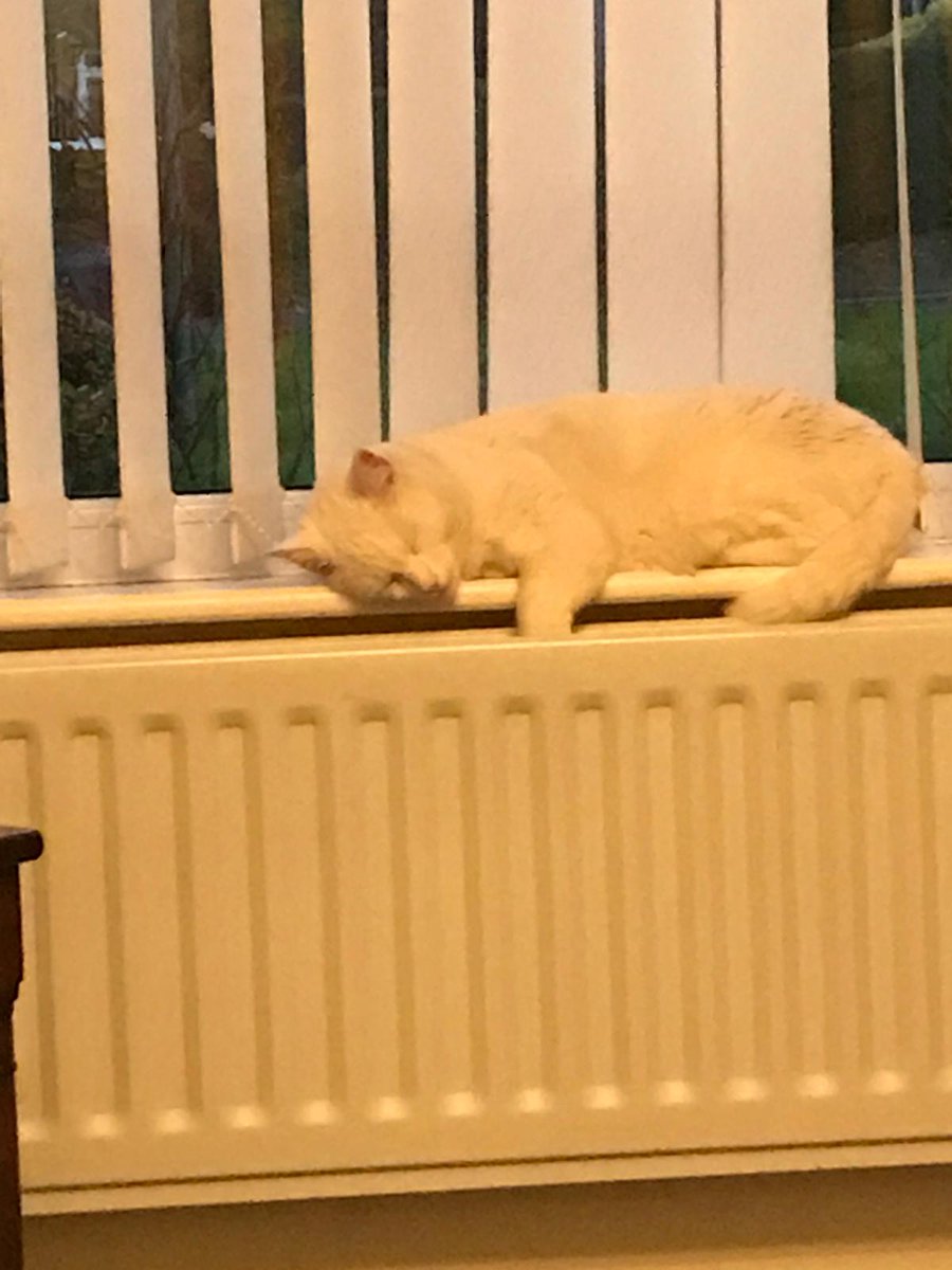 #ch decorators #snowie. You can see him working very hard today!!