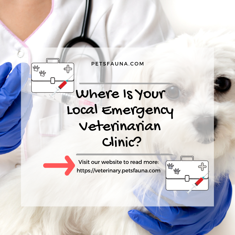 Where Is Your Local Emergency Veterinarian Clinic?

Visit our website to read more tips on local emergency veterinarian clinic:
veterinary.petsfauna.com/where-is-your-…

#petsfauna #veterinary #veterinarian #veterinarianclinic