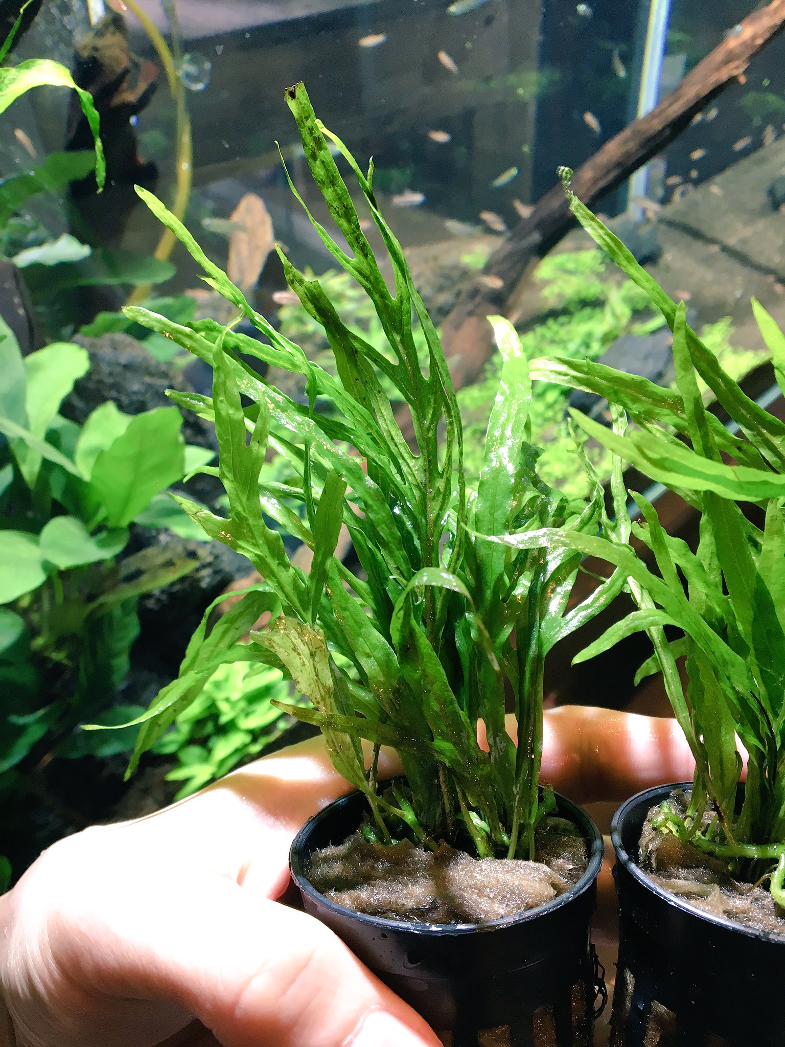 Aquarium Kind 入荷速報 ちょっと話題の ミクロソリウムsp フレーミング入荷しました 確かに葉縁がよく波打って さながら炎のような これで小型種となるとレイアウトに使えそうです 値段もお手頃ですよ 変わり種でミクロソリウムsp トライデント