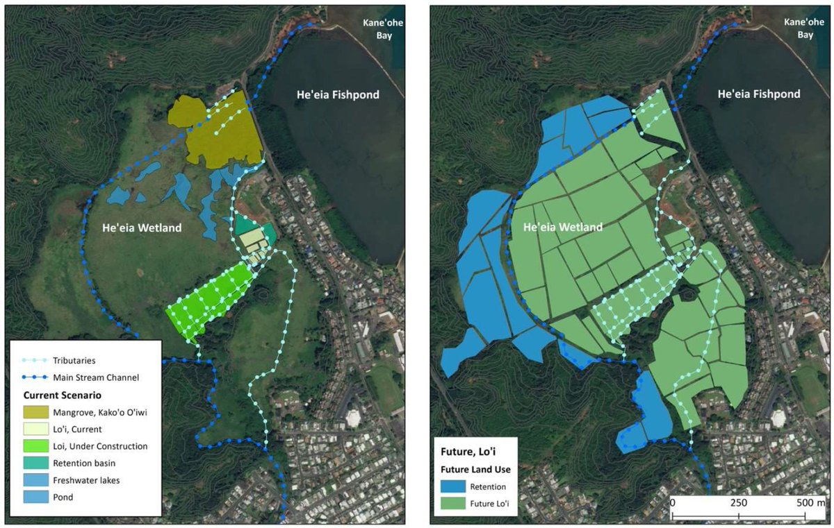 forestsofood's tweet photo. Removing 6 acres of mangrove is a task in itself, but taking into account sediment offloading, community needs, and equipment access is next level. Dr. Falinski's work at He'eia is invasive management at its best #NREMseminar @forestservice #hawaii #NERR  https://t.co/zfdtA9iz0l https://t.co/iyqL7oTtCY