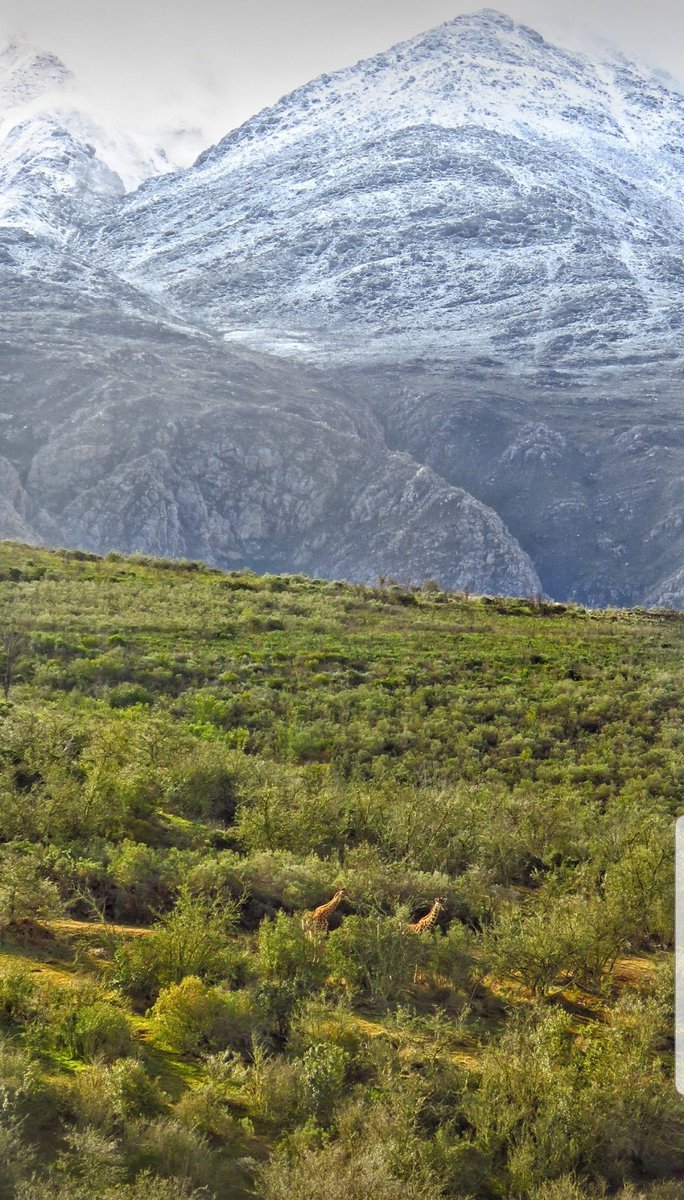 Travelbug Rose🐞 tweet media