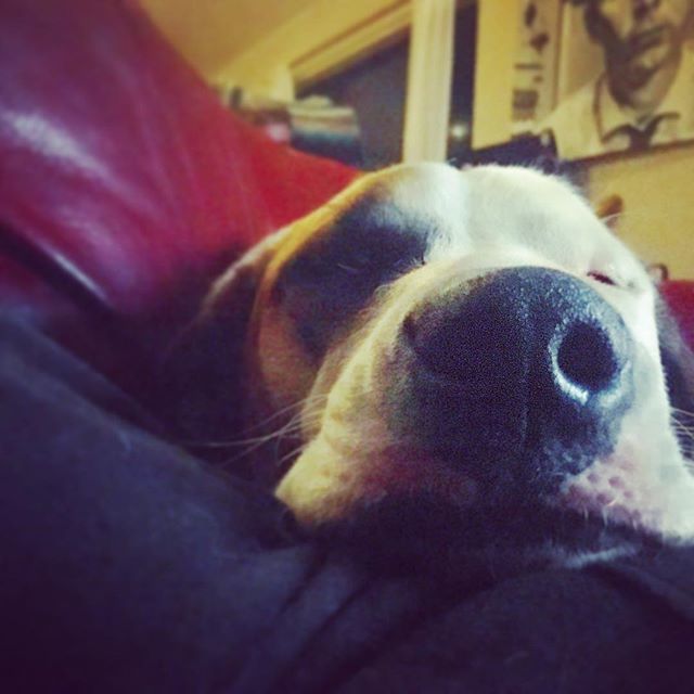 #snoot ift.tt/2NlGWe4