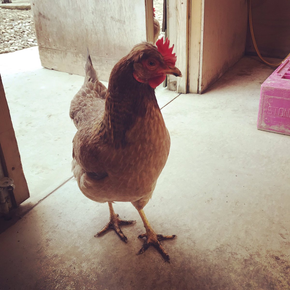 CacklebeanEggs's tweet photo. Rebecca.......Im not sure that’s a good idea coming in the egg room with your dirty feet 😮🤣🐓 #NaughtyChicken #Rebecca #DirtyFeet #WhereHasSheBeen #FreeRange #ALittleBitTooFreeRange  #SeamusSortThisChickenOut #CackleBean #CackleBeanEggs #CackleberryFarm #Cotswolds #TheCotswolds https://t.co/0rJIM3Fjpd