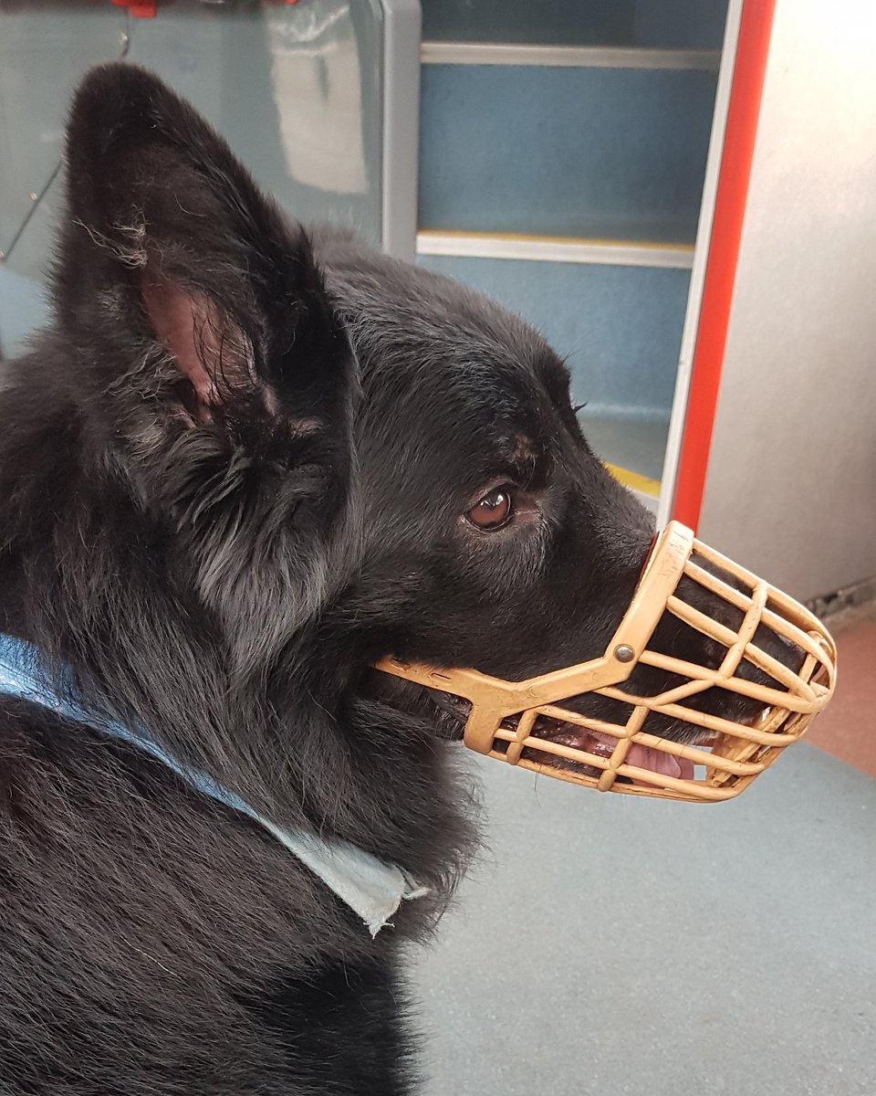 modernmocker's tweet photo. He loves the bus journeys #dog #doggy #GermanShepherd #bus https://t.co/13FTSTjQ0W