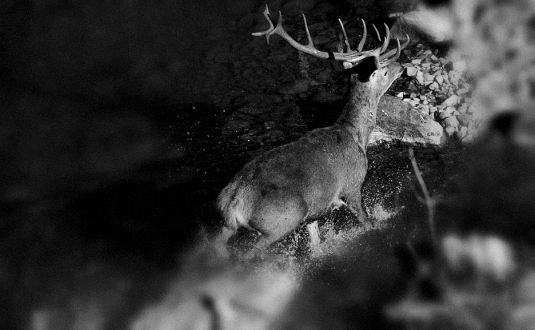 Buenos días cazador@s este finde será la última montería de esta temporada. Así que deseando que llegue el finde 😬😬😜😜