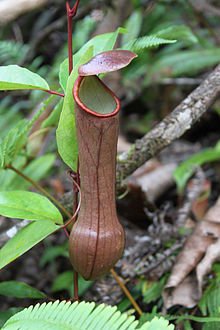 sinharajatours's tweet photo. PitcherPlant (Nepenthes distillatoria)
#PitcherPlant #NepenthesDistillatoria #FloraSrilanka #FloraWatchingTours #SinharajaRainForest #SinharajaTourGuide #SinharajaTours #SinharajaRainForestTours #RainForest #Srilanka #lka https://t.co/wJPct9hYyD