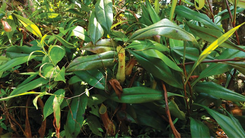sinharajatours's tweet photo. PitcherPlant (Nepenthes distillatoria)
#PitcherPlant #NepenthesDistillatoria #FloraSrilanka #FloraWatchingTours #SinharajaRainForest #SinharajaTourGuide #SinharajaTours #SinharajaRainForestTours #RainForest #Srilanka #lka https://t.co/wJPct9hYyD