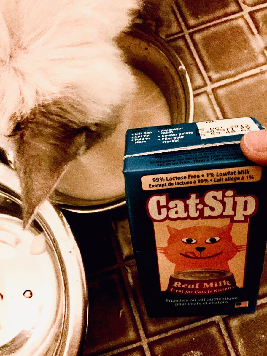 Chrissannthemum's tweet photo. 3am feeding. Pop has a mass in his abdomen, confirmed today. #catsip has saved the day numerous times and now with Pop. Cat-sip is served alone or mixed w/ wet food. #furkid #lovehim #killsheltersurvivor #polydactyl #sealpoint #fivkitty #CatsOfTwitter #PalliativeCare #cancersucks https://t.co/bHNy67nVVz