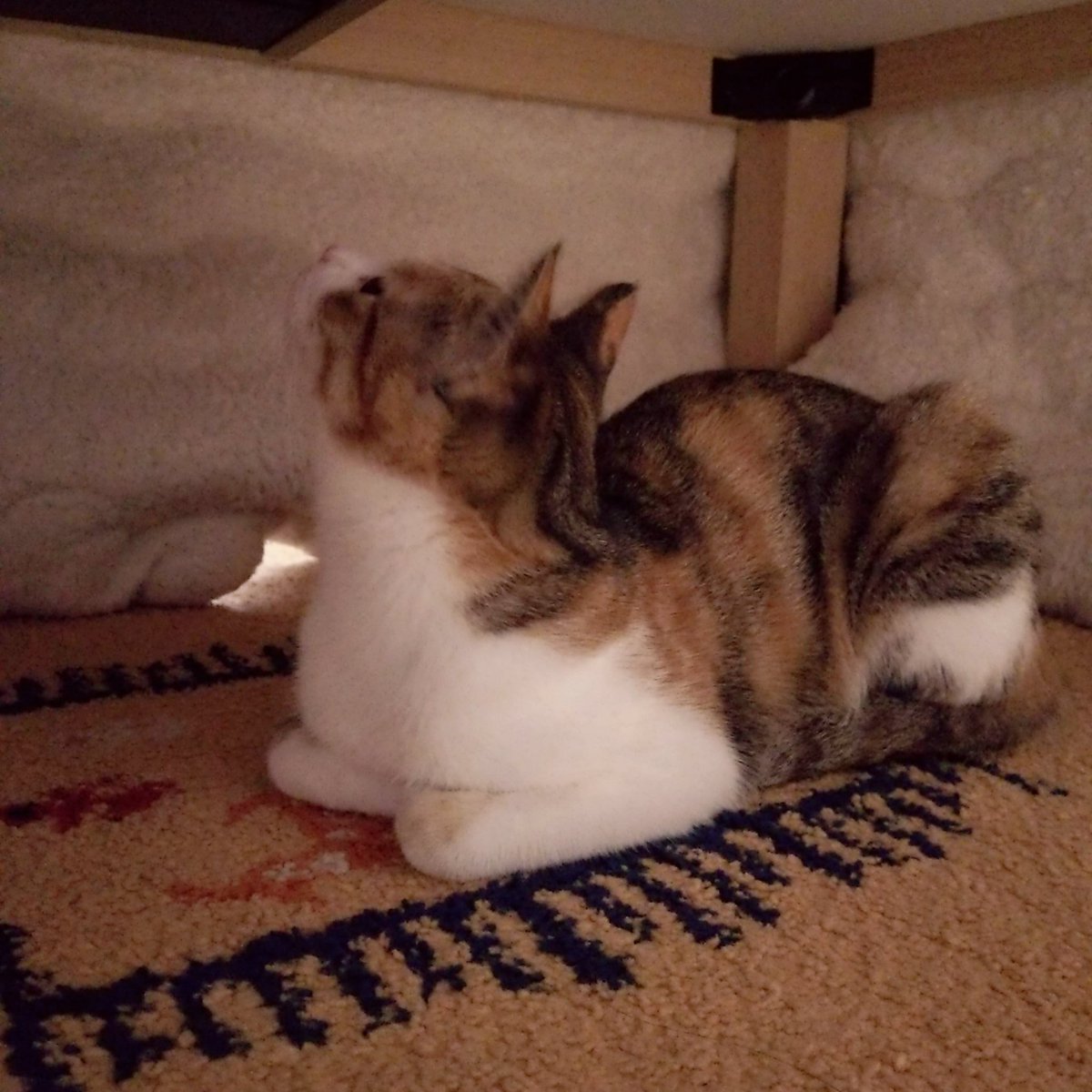 猫にこたつ