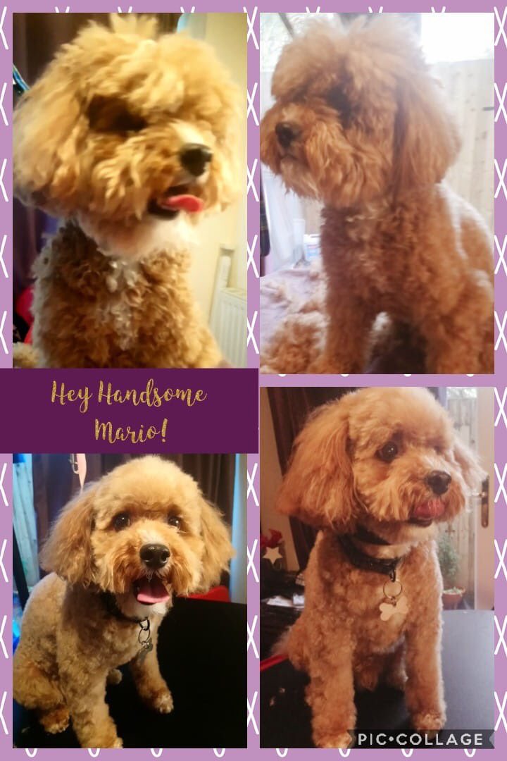 This is Mario the Cheeky #Cavapoo! He came for a bath and trim today and we had LOTS of fun. Nice to meet you Mario you're Gorgeous  😘 🛀 ✂ 🐶 #doggrooming #Saddleworth #Oldham