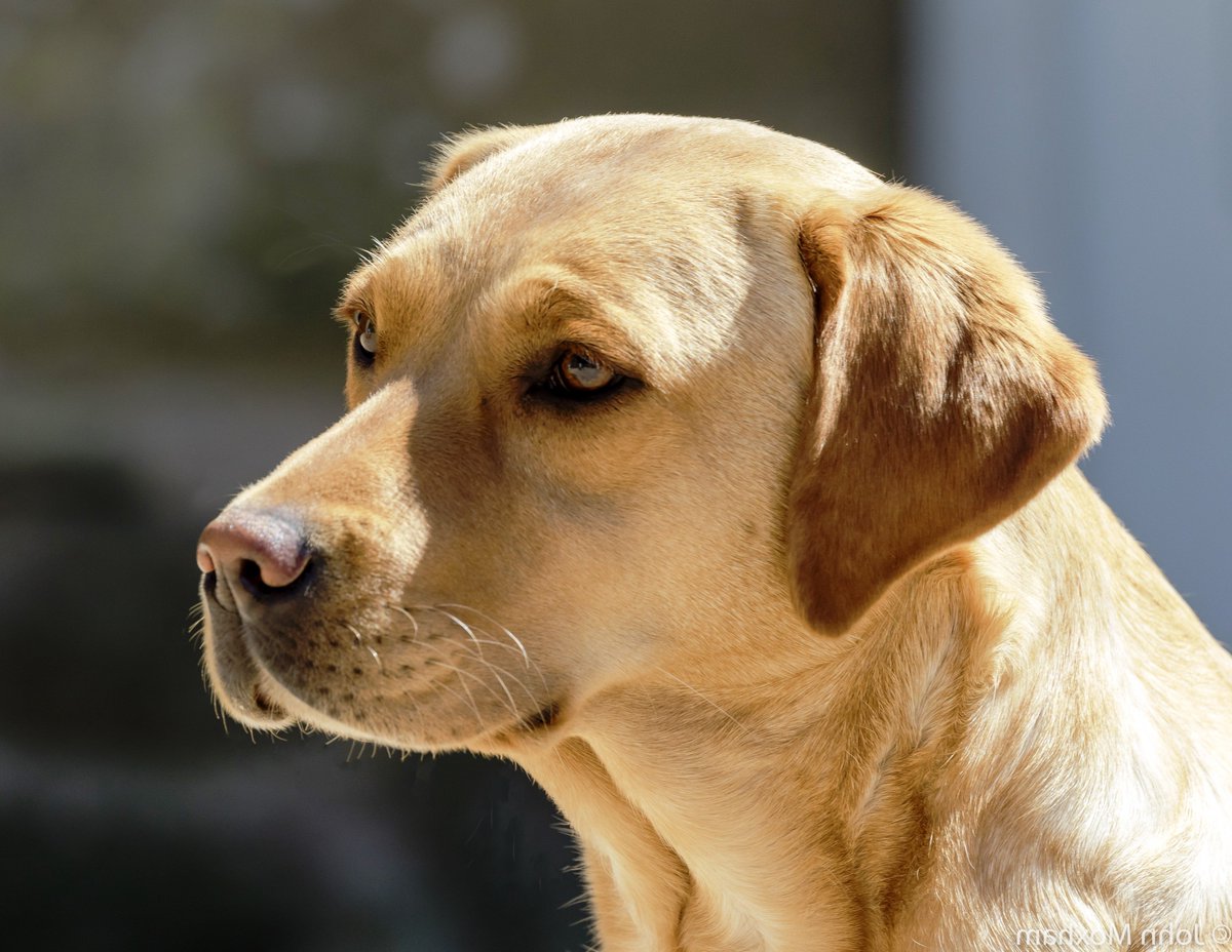 Лабрадор ретривер. Лабрадор ретривер породы собак. Морда лабрадора. Лабрадор ретривер фото. Лабрадор ретривер голова.