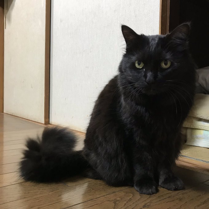 きゃとさん 加藤愛永 さん の最近のツイート 7 Whotwi グラフィカルtwitter分析 きゃとさん 加藤愛永 さん の最近のツイート 7 Whotwi グラフィカルtwitter分析