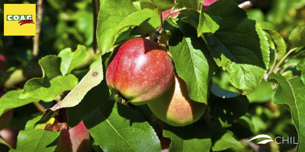 ATENCIÓN: El 28 de febrero finaliza el plazo para contratar las opciones del seguro de frutales, que incluyen helada y falta de cuajado. Informa <a href="/La_COAG/">COAG</a> en CHIL: bit.ly/2T8Huci