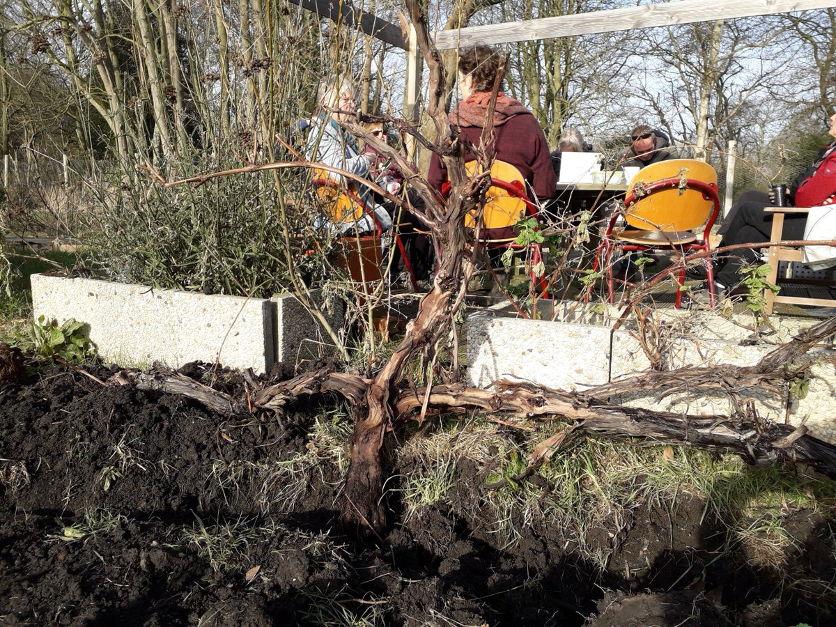 BuitenLeeft's tweet photo. BuitenLeeft adopteert twee druivenstruiken, heel erg bedankt @Anneklaar! De druivenstruik-transplantatie was nogal een klus… maar kijk eens wat een mooi warm en zonnig plekje we hebben gevonden. Deze nieuwelingen zullen zich snel gaan thuis voelen bij @BuitenLeeft https://t.co/mHWPTQEEAB