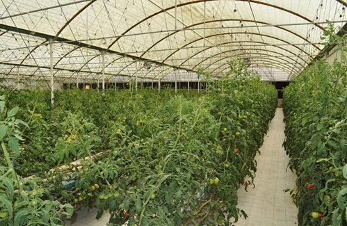 dubainewsgate's tweet photo. #UAE #Farmers embrace agri-technologies #Agriculture #Biochar #Biofuel #DNG #Drone #Dubai #Dubainewsgate #Greenhouse #MiddleEast #Palm #QuinoaFarming #Research #Researchers #Technology https://t.co/KnU8XndO42 https://t.co/7f6ovKtrMv