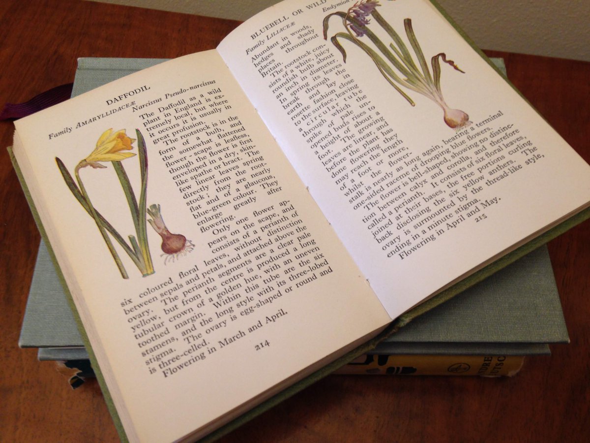 dovelanevintage's tweet photo. This #vintage #Observers #book of #wildflowers from their #pocketseries has been added to my #etsyshop . It's illustrated with over a hundred colour plates including these #Spring #daffodils and #bluebells. https://t.co/zZlJ9nYh5p