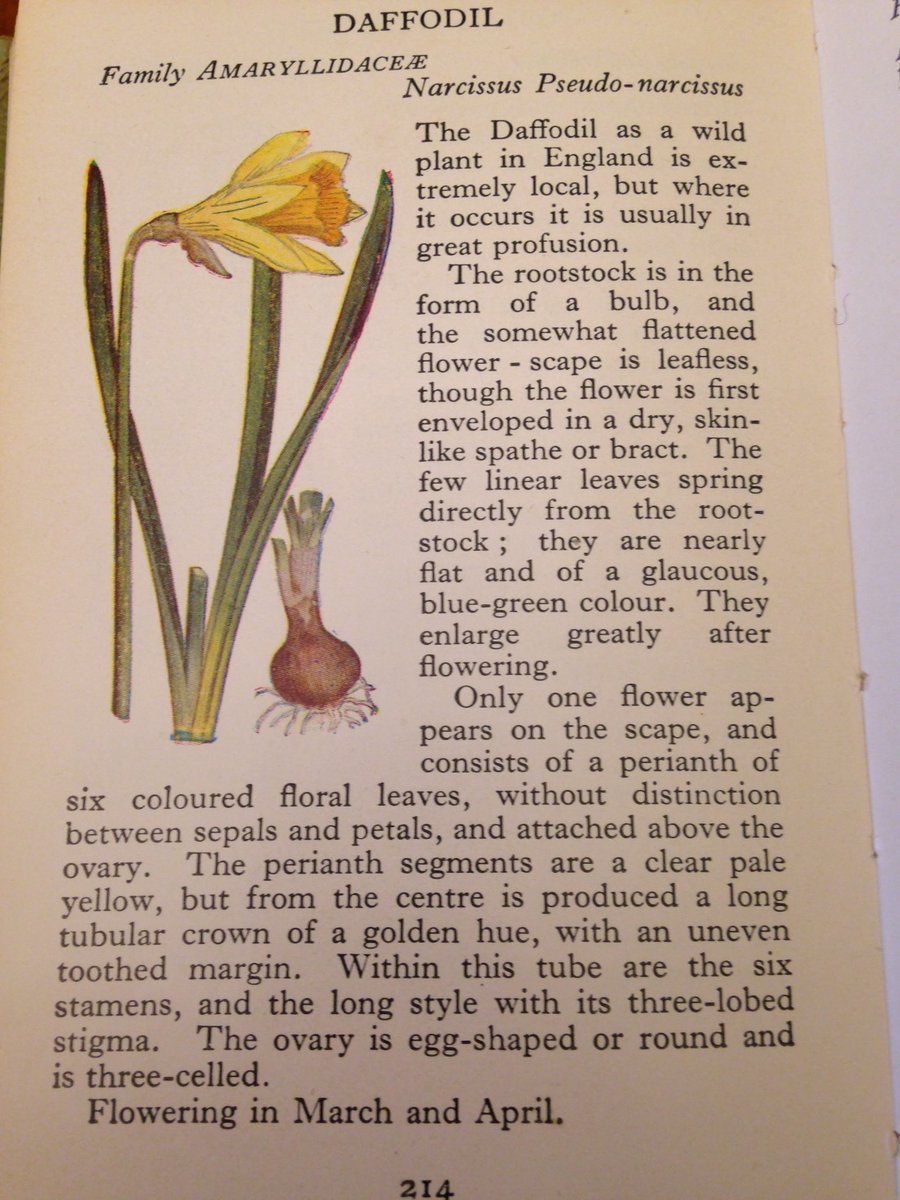 dovelanevintage's tweet photo. This #vintage #Observers #book of #wildflowers from their #pocketseries has been added to my #etsyshop . It's illustrated with over a hundred colour plates including these #Spring #daffodils and #bluebells. https://t.co/zZlJ9nYh5p
