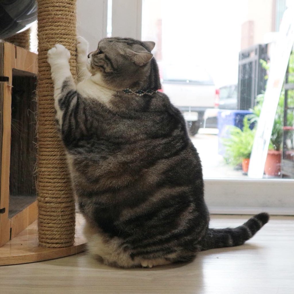 thesmilingpoyd's tweet image. เพจเห็บแมวที่จงใจเลี้ยงแมวให้อ้วน พอคนว่าก็บอกว่าพาไปหาหมอ ออกกำลังกายแล้ว ตอแหลอ่ะอัดนมจนอ้วก ที่จริงจงใจเลี้ยงให้มันอ้วนตั้งแต่เด็กละ โตมาจะเป็นแบบนี้ก็คงไม่แปลก ไม่ต้องทวงถามอะไรเค้าหรอก ออกกำลังกาย 2 นาทีให้กินขนมแมวเลีย  มันคงจะผอมอ่ะ

ลูกเพจก็เชื่อเข้าไปได้ #ทูนหัวของบ่าว