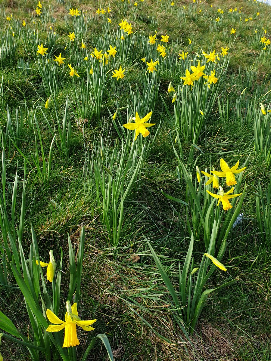 yorkcivictrust's tweet image. Surprisingly early to see daffodils in bloom on the bank of Clifford's Tower in the sunshine #spring  @EnglishHeritage #York @VisitYork @YorkMuseumTrust