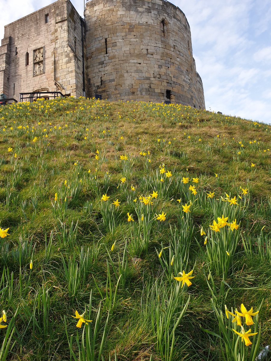 yorkcivictrust's tweet image. Surprisingly early to see daffodils in bloom on the bank of Clifford's Tower in the sunshine #spring  @EnglishHeritage #York @VisitYork @YorkMuseumTrust